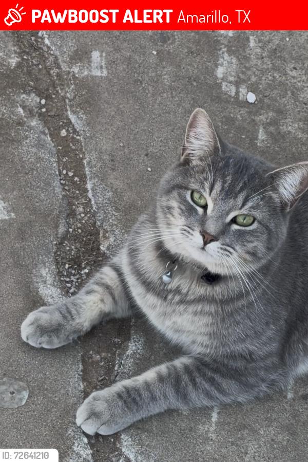 Lost Male Cat last seen osage st and and hawk ln , Amarillo, TX 79118