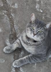 Lost Male Cat last seen osage st and and hawk ln , Amarillo, TX 79118