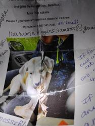 Lost Female Dog last seen NE 81st, Portland, OR 97220