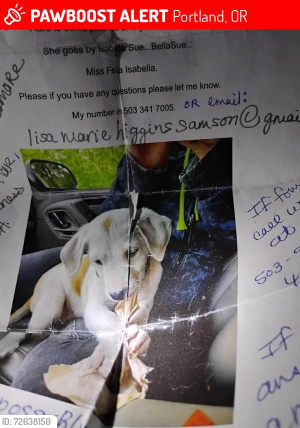 Lost Female Dog last seen NE 81st, Portland, OR 97220