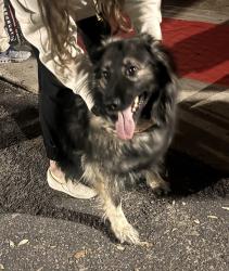 Found/Stray Unknown Dog last seen Adelanto & crown Valley, Laguna Niguel, Laguna Niguel, CA 92677
