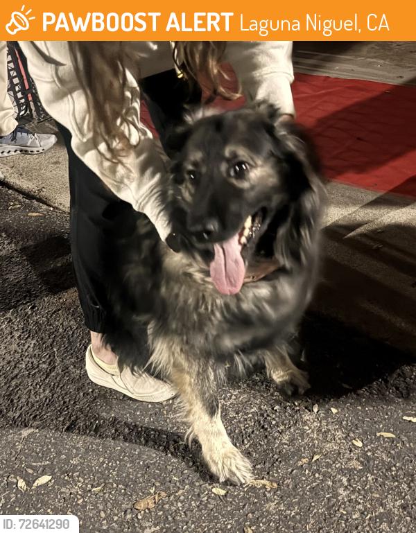 Found/Stray Unknown Dog last seen Adelanto & crown Valley, Laguna Niguel, Laguna Niguel, CA 92677