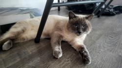 Lost Male Cat last seen Cornelius , Port Charlotte, FL 33953