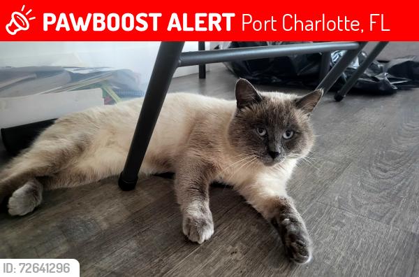 Lost Male Cat last seen Cornelius , Port Charlotte, FL 33953