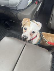 Found/Stray Female Dog last seen Larchwood Dr. & Plano Rd., Dallas 75238, Dallas, TX 75238