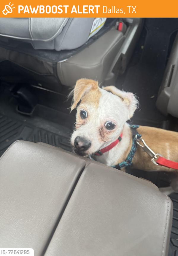 Found/Stray Female Dog last seen Larchwood Dr. & Plano Rd., Dallas 75238, Dallas, TX 75238