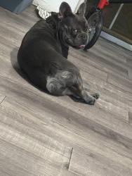 Found/Stray Unknown Dog last seen Roxbury, San Bernardino County, CA 92307