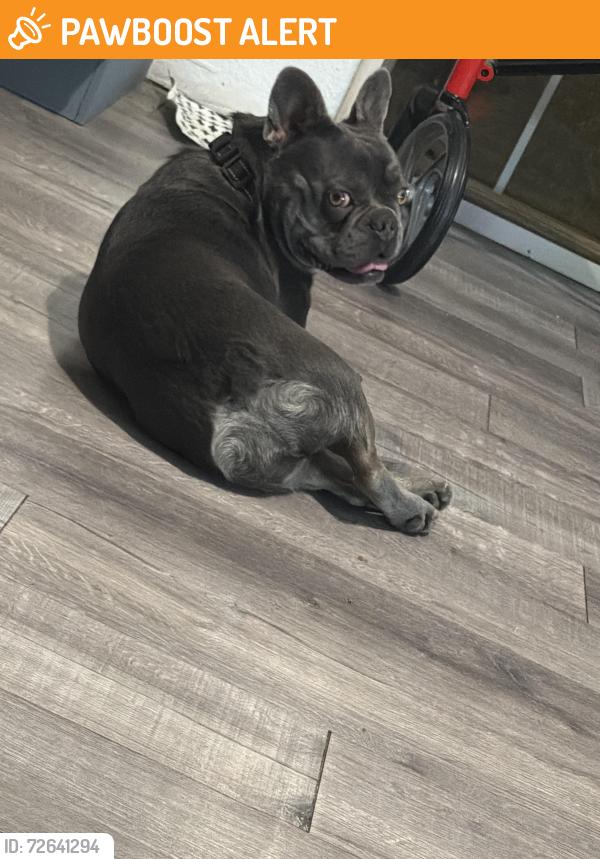 Found/Stray Unknown Dog last seen Roxbury, San Bernardino County, CA 92307