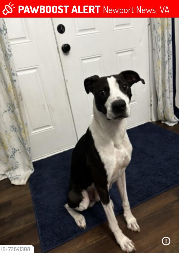 Lost Male Dog last seen Near Allison Rd , Newport News, VA 23602