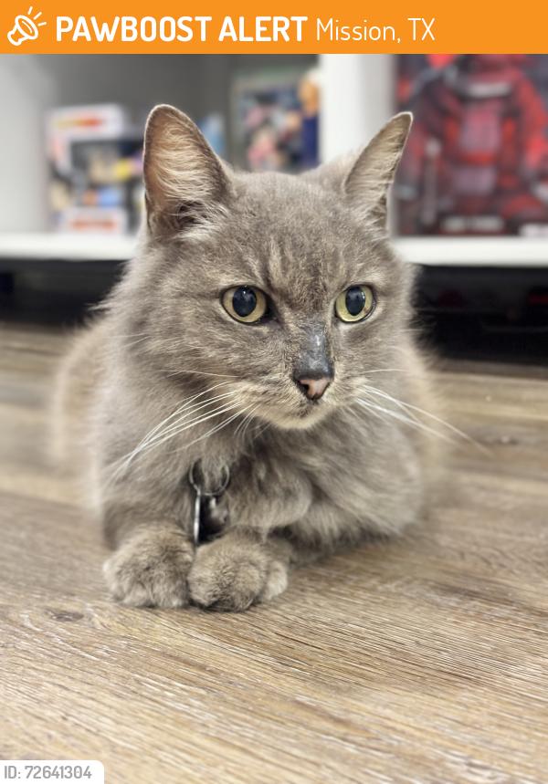 Found/Stray Female Cat last seen Austin apmts , Mission, TX 78572