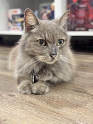 Found/Stray Female Cat last seen Austin apmts , Mission, TX 78572