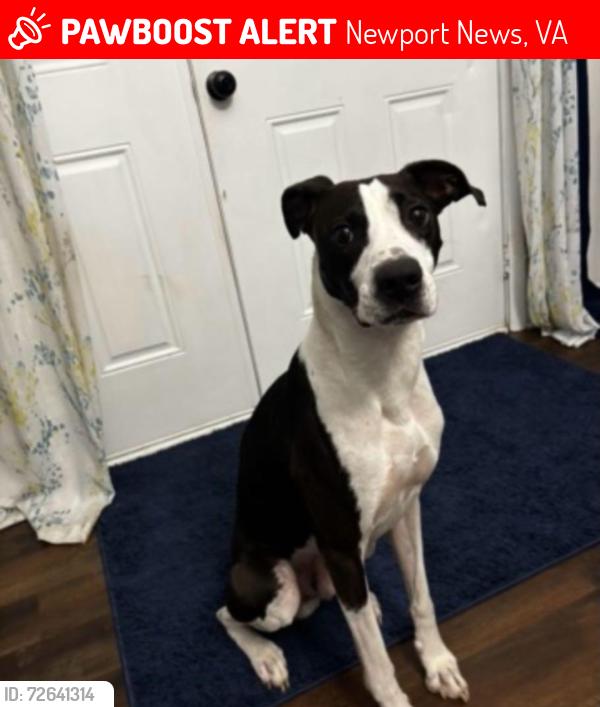 Lost Male Dog last seen Menchville Road Eastwood Nicewood, Newport News, VA 23602