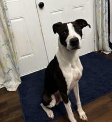 Lost Male Dog last seen Menchville Road Eastwood Nicewood, Newport News, VA 23602