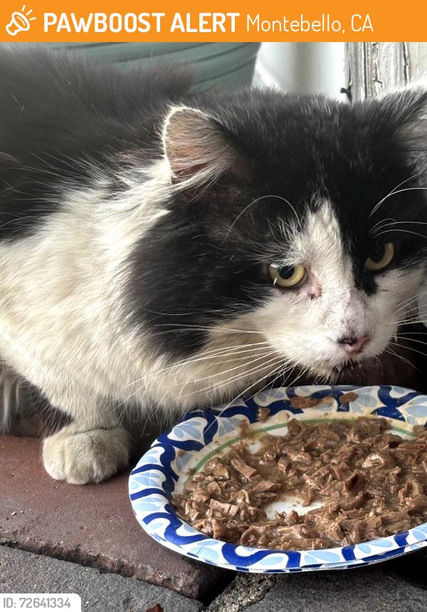 Found/Stray Unknown Cat last seen Montebello Blvd, Montebello, CA 90640