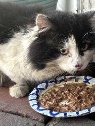 Found/Stray Unknown Cat last seen Montebello Blvd, Montebello, CA 90640