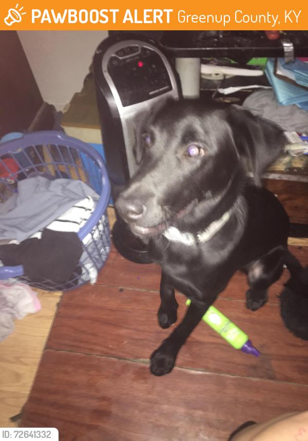 Found/Stray Male Dog last seen Missouri and boulder hwy, Greenup County, KY 41175