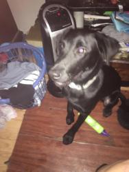 Found/Stray Male Dog last seen Missouri and boulder hwy, Greenup County, KY 41175