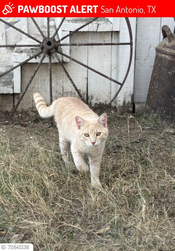 Lost Male Cat last seen Near and Pue Road, San Antonio, TX 78252