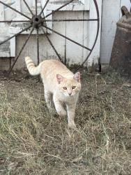 Lost Male Cat last seen Near and Pue Road, San Antonio, TX 78252