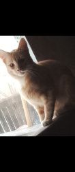 Lost Male Cat last seen Grovenor, Edmonton, AB T5N 3A5