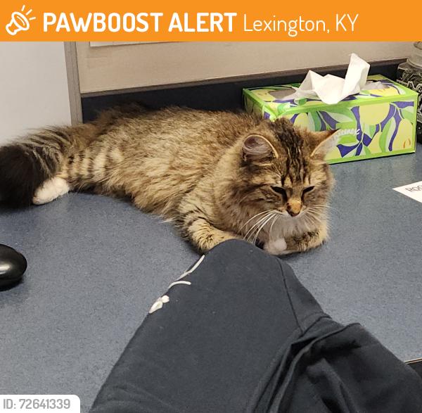 Found/Stray Female Cat last seen Next to publix, Lexington, KY 40511