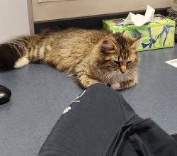Found/Stray Female Cat last seen Next to publix, Lexington, KY 40511