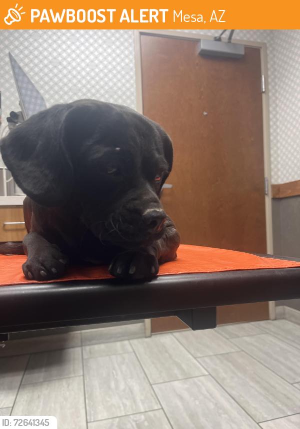 Found/Stray Unknown Dog last seen Country club, Mesa, AZ 85201