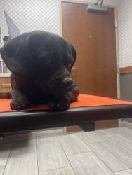 Found/Stray Unknown Dog last seen Country club, Mesa, AZ 85201