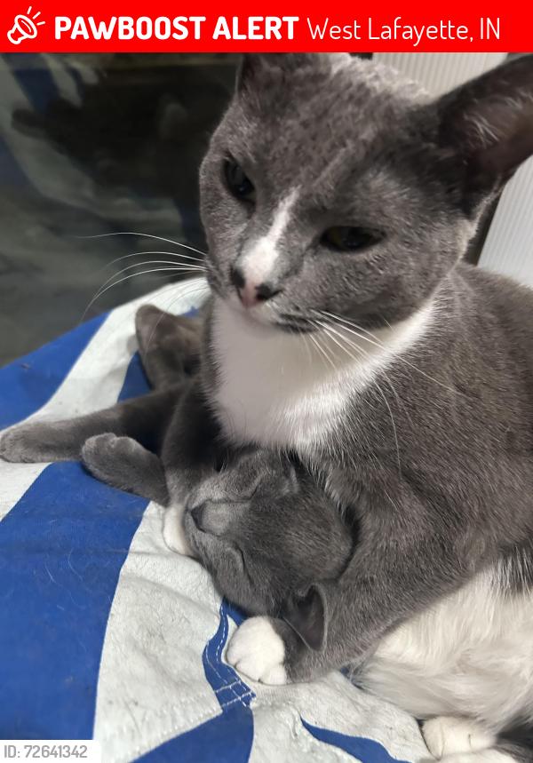 Lost Female Cat last seen Windsor Dr West Lafayette Indiana , West Lafayette, IN 47906