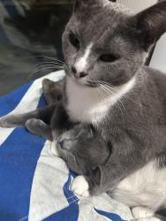 Lost Female Cat last seen Windsor Dr West Lafayette Indiana , West Lafayette, IN 47906