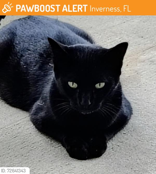 Found/Stray Female Cat last seen FL-44 and East Gulf to Lake Highway Cypress Cove Court , Inverness, FL 34450