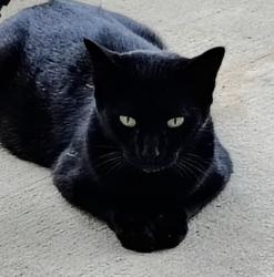 Found/Stray Female Cat last seen FL-44 and East Gulf to Lake Highway Cypress Cove Court , Inverness, FL 34450