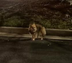 Found/Stray Unknown Dog last seen Whataburger and Wesson Animal Clinic , Mobile County, AL 36695