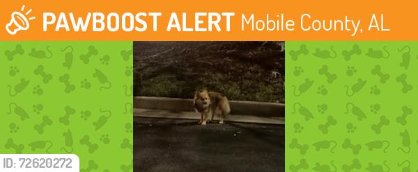 Found/Stray Unknown Dog last seen Whataburger and Wesson Animal Clinic , Mobile County, AL 36695