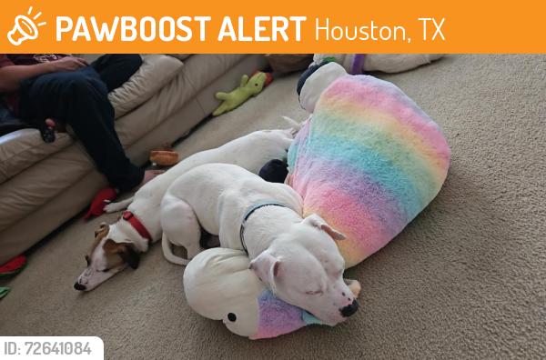 Found/Stray Female Dog last seen Hwy 288 and Yellowstone blvd., Houston, TX 77021
