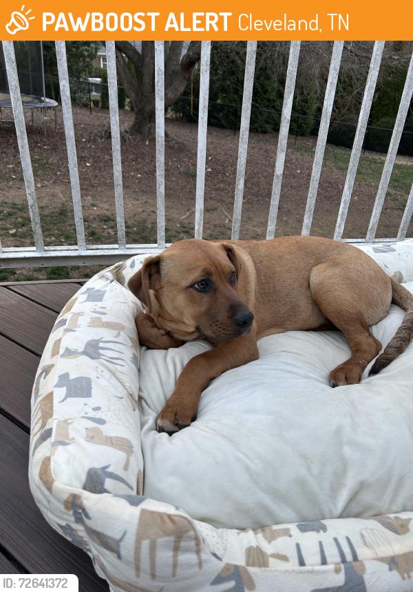 Found/Stray Male Dog last seen 20th street, Cleveland, TN 37311