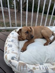Found/Stray Male Dog last seen 20th street, Cleveland, TN 37311