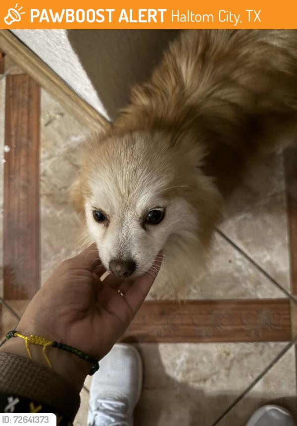 Found/Stray Female Dog last seen Jerri ln, Haltom City, TX 76117