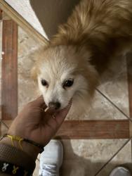 Found/Stray Female Dog last seen Jerri ln, Haltom City, TX 76117