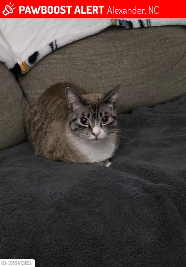 Lost Male Cat last seen Mag sluder and Cross anchor , Alexander, NC 28701