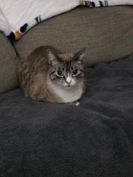 Lost Male Cat last seen Mag sluder and Cross anchor , Alexander, NC 28701