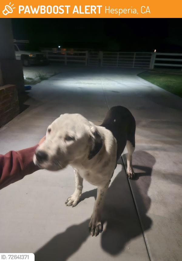 Found/Stray Female Dog last seen Arrowhead lake rd and Ranchero rd, Hesperia, CA 92345