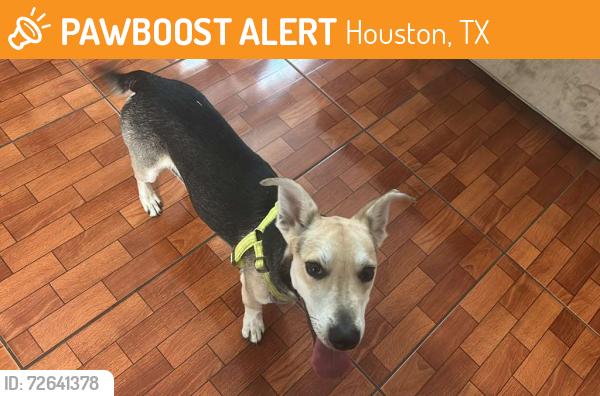 Found/Stray Male Dog last seen Grand oaks neighborhood , Houston, TX 77084