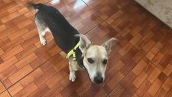 Found/Stray Male Dog last seen Grand oaks neighborhood , Houston, TX 77084