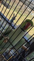 Lost Female Bird last seen Near clairmont dr, Greenville, SC 29609