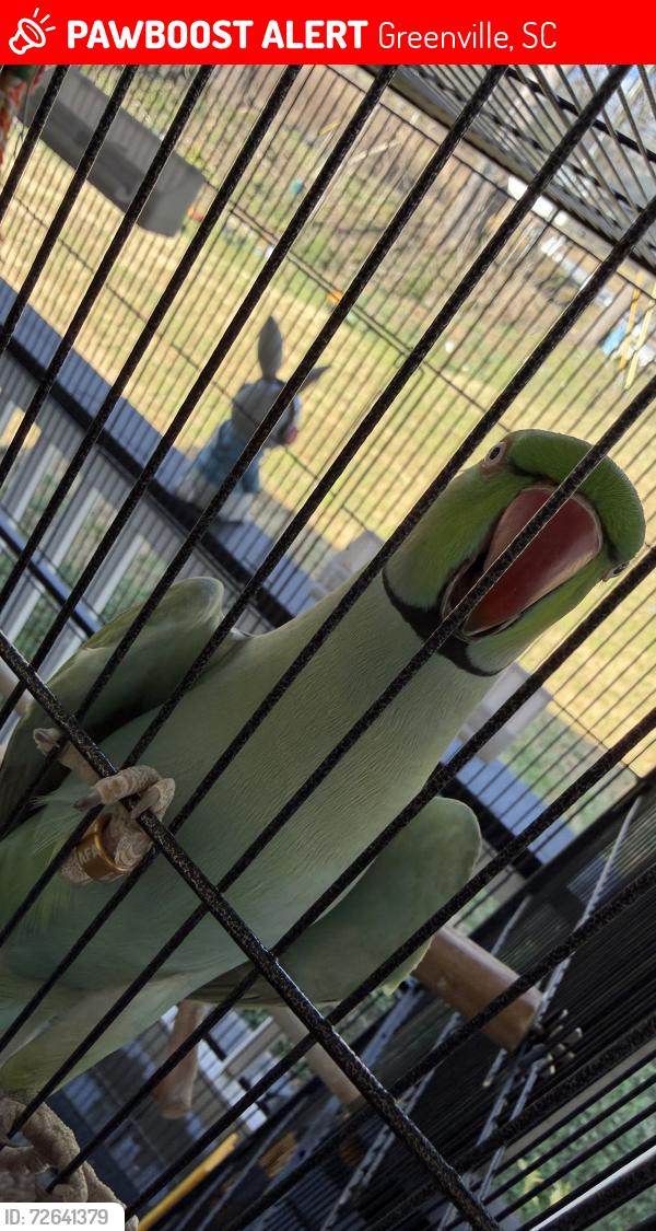 Lost Female Bird last seen Near clairmont dr, Greenville, SC 29609