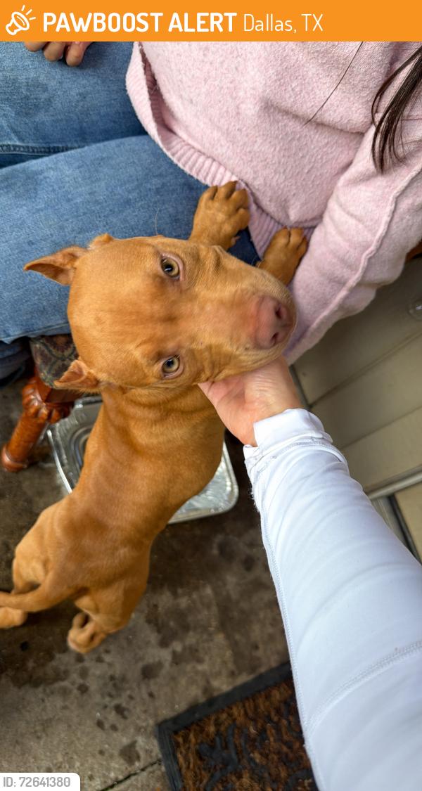 Found/Stray Male Dog last seen Cedar hill, Dallas, TX 75249