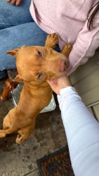 Found/Stray Male Dog last seen Cedar hill, Dallas, TX 75249