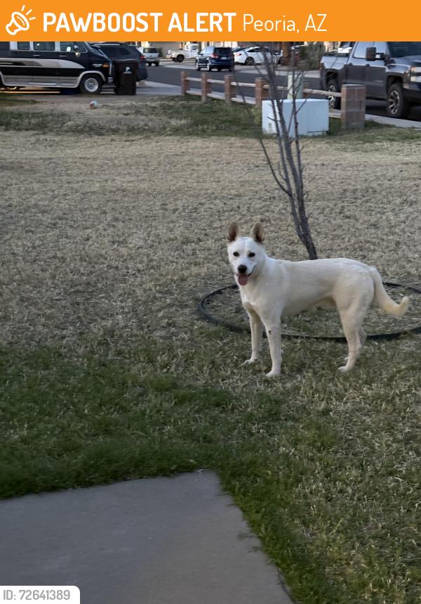 Found/Stray Male Dog last seen 71st and Olive, Peoria, AZ 85345