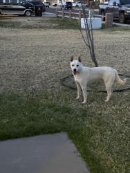 Found/Stray Male Dog last seen 71st and Olive, Peoria, AZ 85345